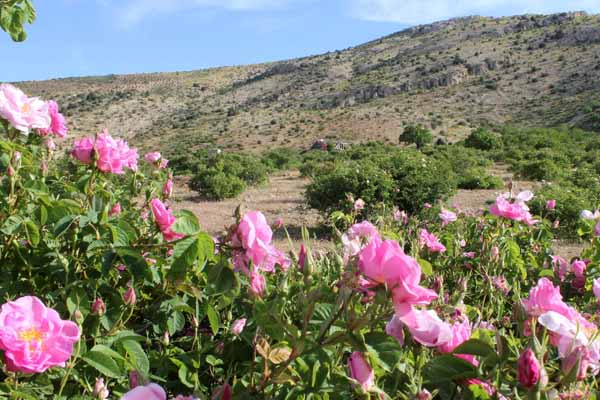 کاشت گل محمدی در پاییز